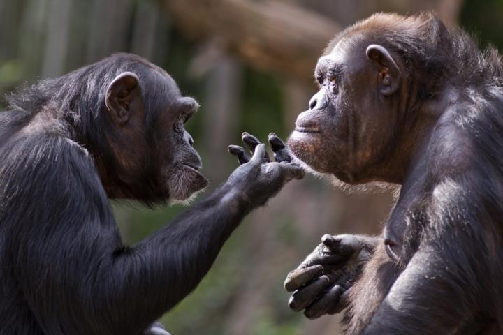 chimpanzees-communicating.jpg?resize=1024%2C683&ssl=1