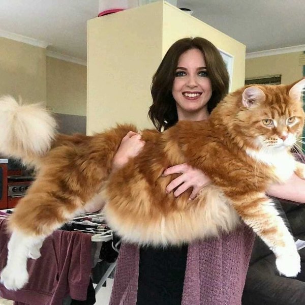 Girls Show Off Their Huge Hairy Cats 32 Photos 
