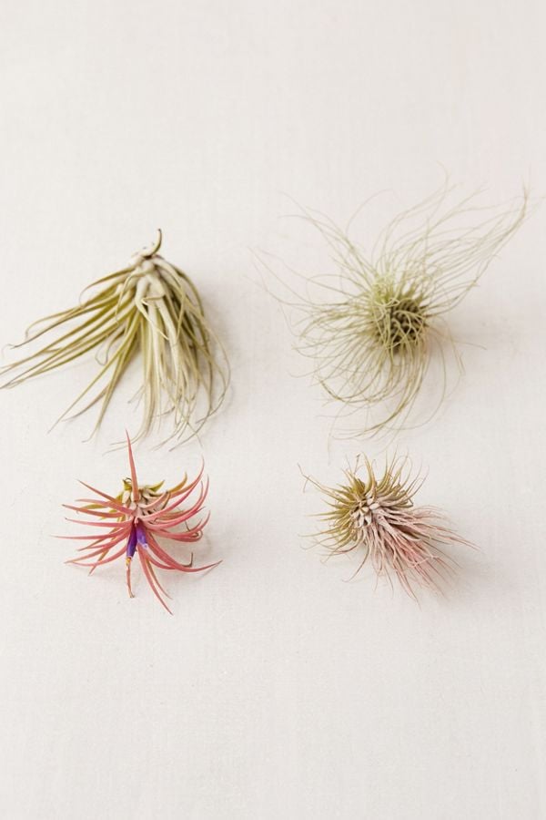 Small-Live-Assorted-Air-Plants.jpg