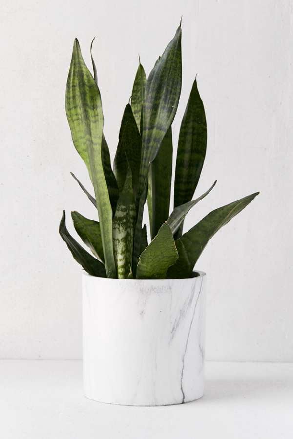 Marble-8-Planter.jpg