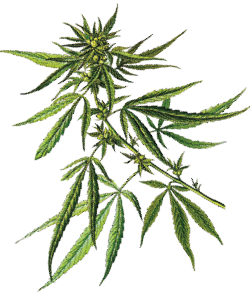 033019_cbd_inline_marijuana-plant_250.png