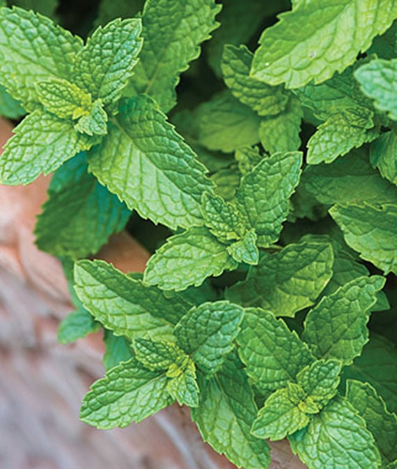 Mint-Plant.jpg