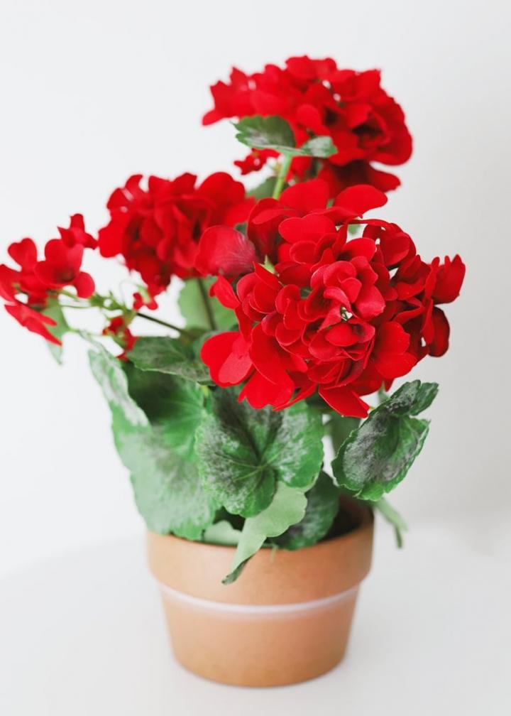 Geranium-Plant.jpg