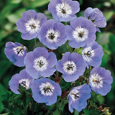 Geranium-Plant.jpg