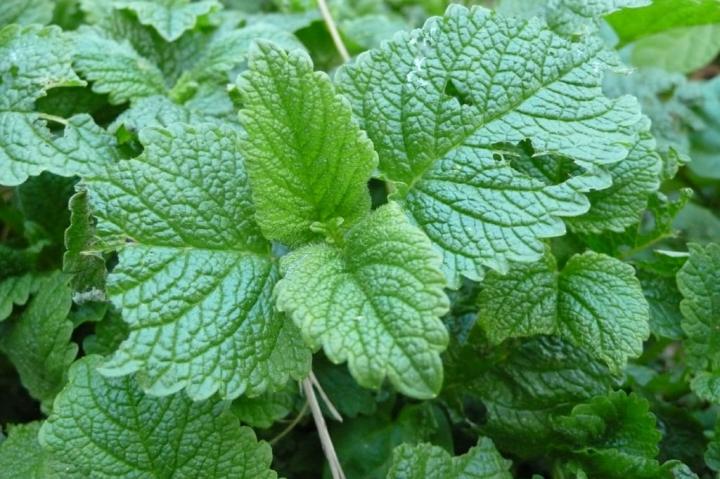 Lemon-Balm.jpg