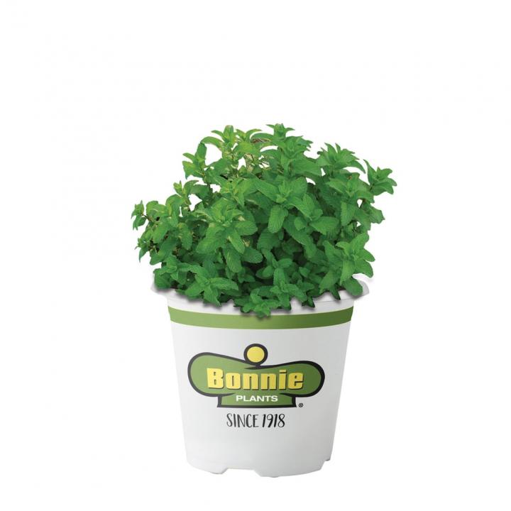 Lemon-Balm-Plant.jpg