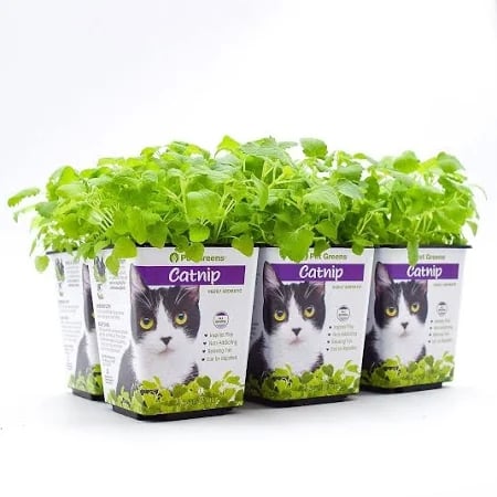 Catnip-Plant.webp