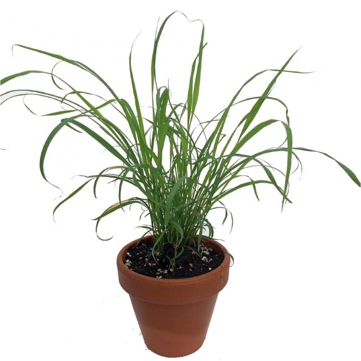 Lemongrass-Plant.jpg