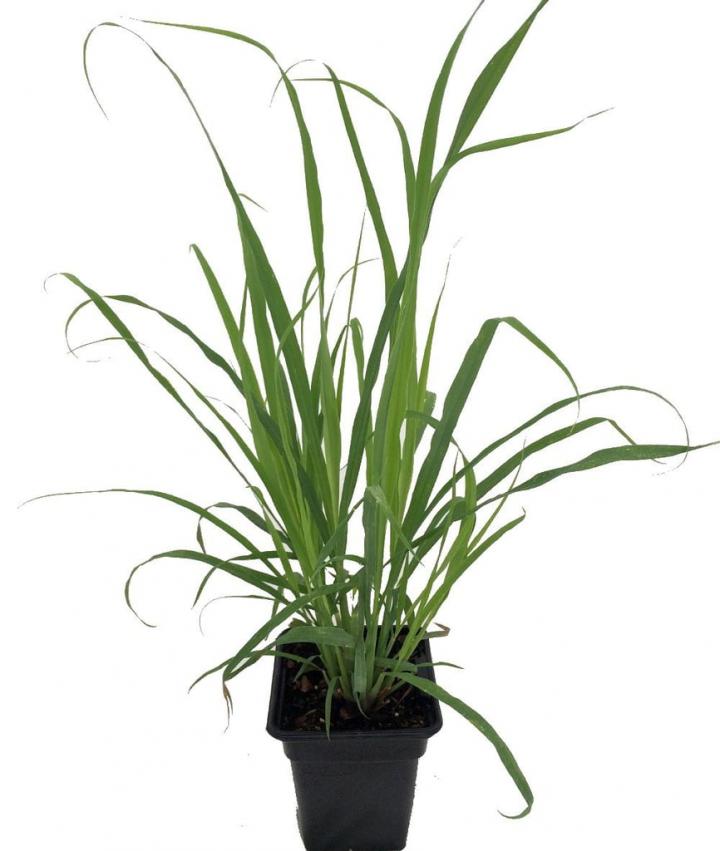 Lemongrass-Plant.jpg