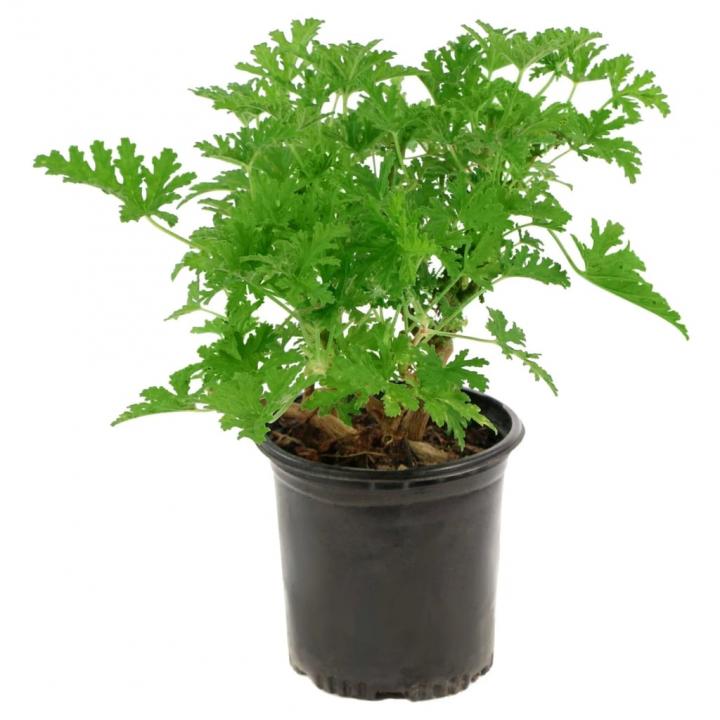 Citronella-Plant.webp