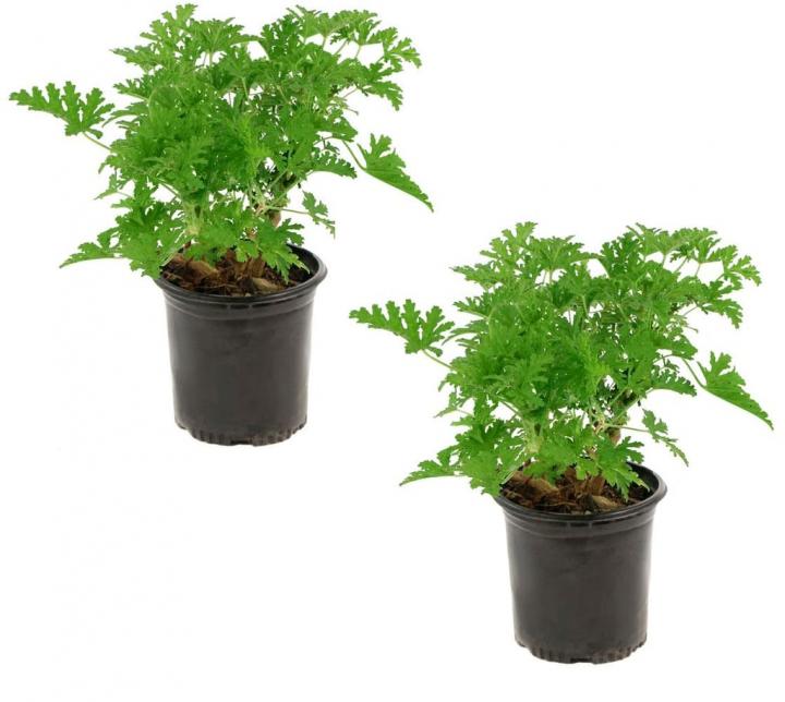 Citronella-Plant.jpg