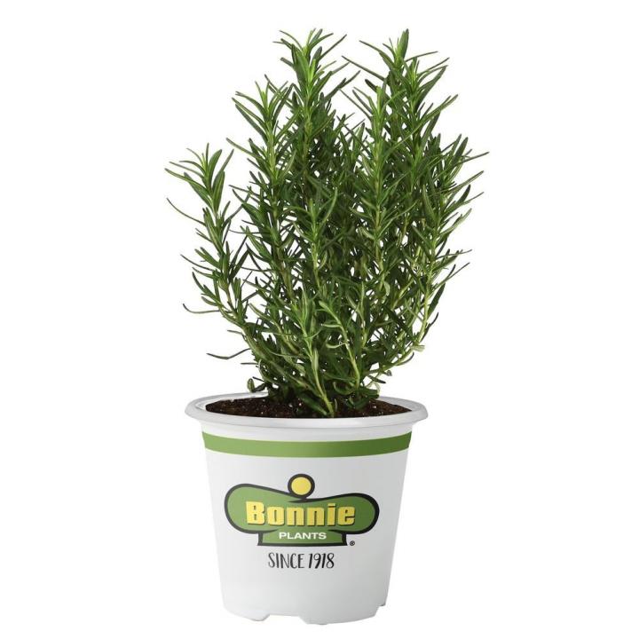 Rosemary-Plant.jpg