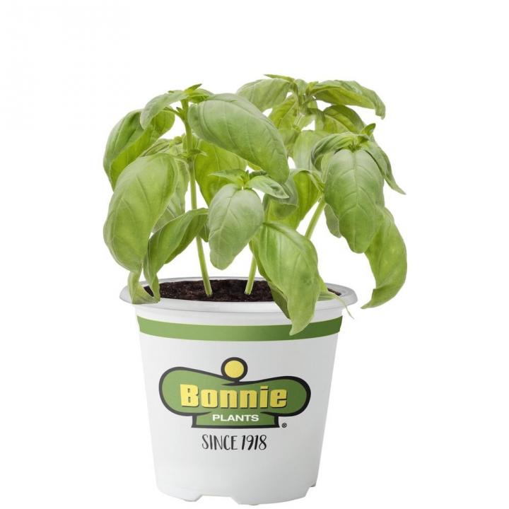 Basil-Plant.jpg