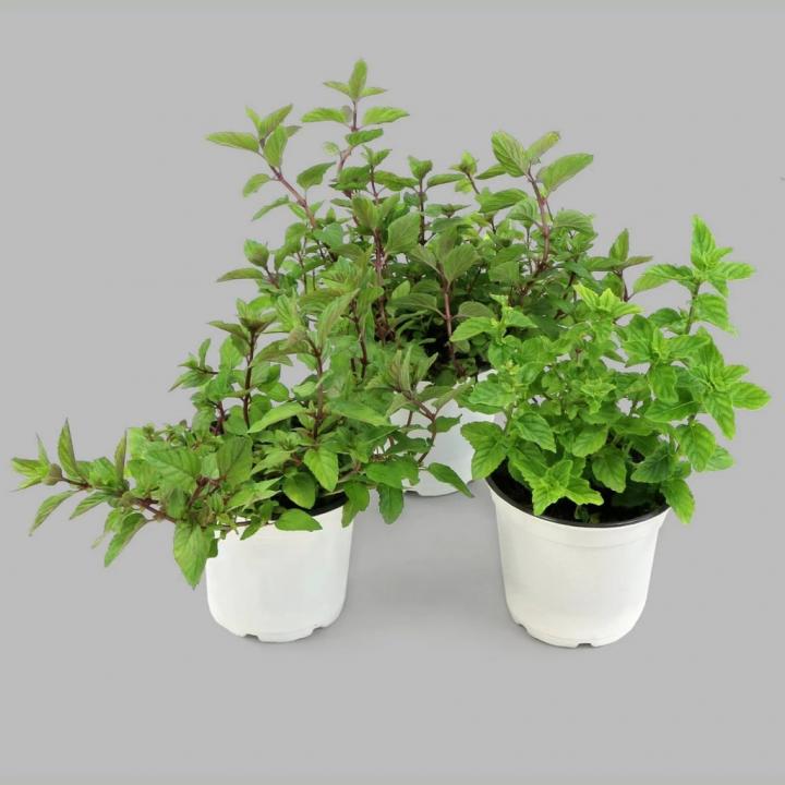 Peppermint-Plant.webp