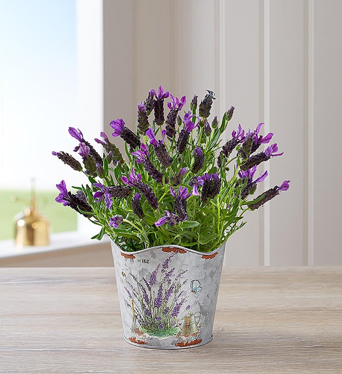 Lavender-Plant.jpg