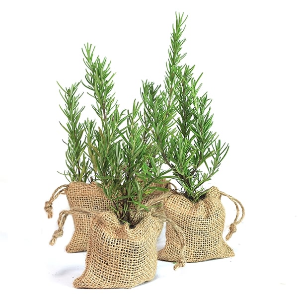 Rosemary-Plant.jpg