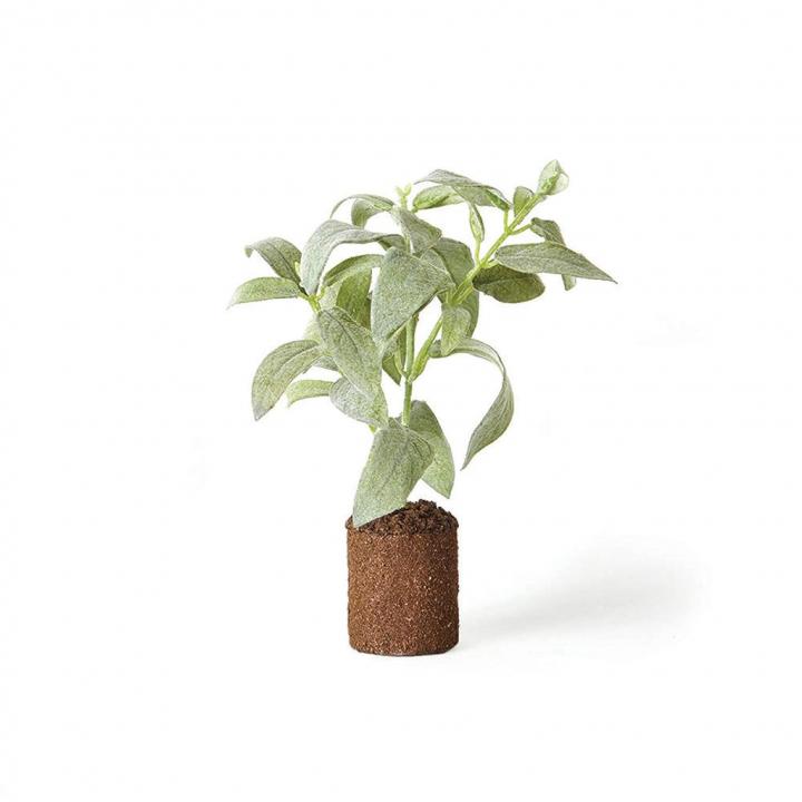 Sage-Plant.jpg