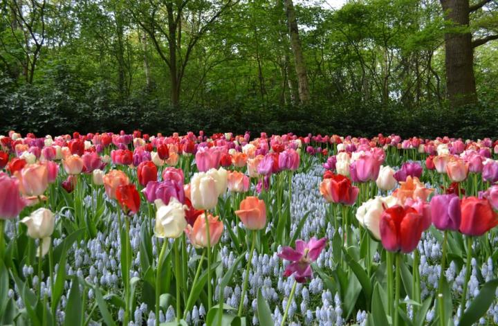 Best-Places-See-Spring-Flowers.jpg