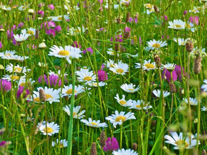 Flower-Meadows-Provence-France.jpg