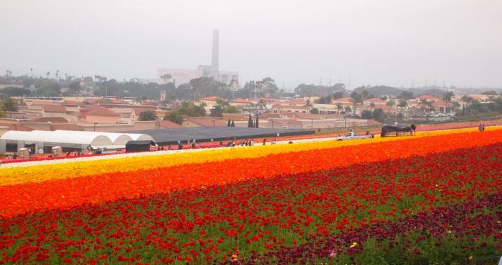 Flower-Fields-Carlsbad-California.jpg