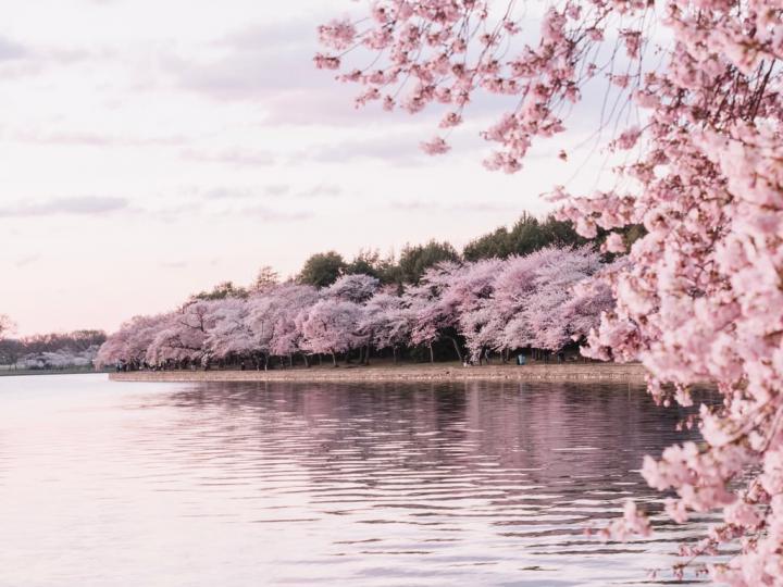 Cherry-Blossoms-Washington-DC.jpg