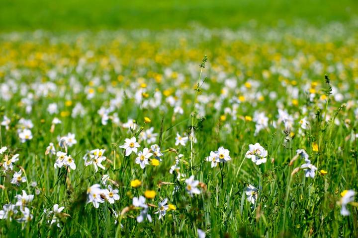 Best-Places-See-Spring-Flowers.jpg