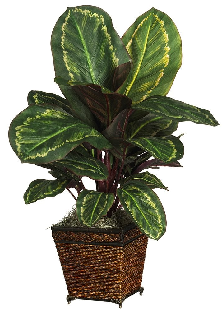 Nearly-Natural-Maranta.jpg