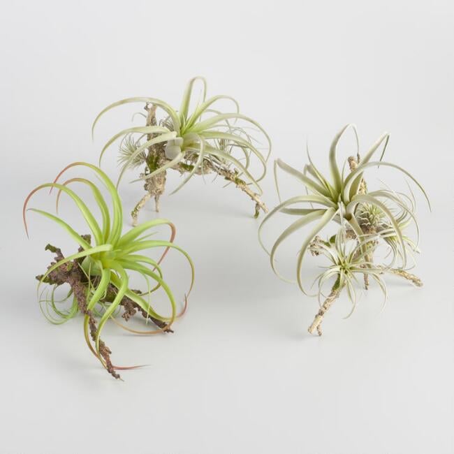 Faux-Air-Plants-Twigs.jpg