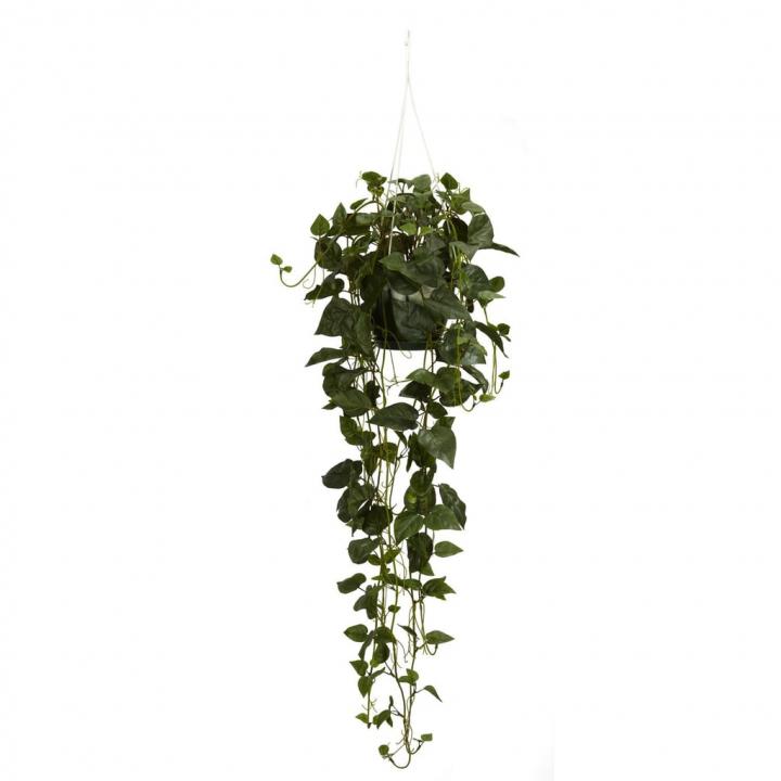 Philodendron-Hanging-Basket.jpg