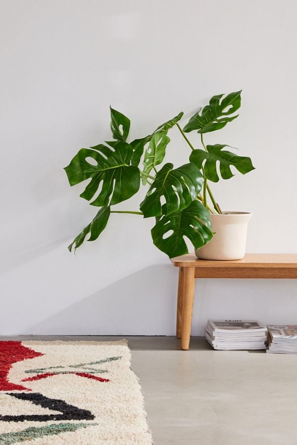 Potted-Monstera-Faux-Plant.jpg
