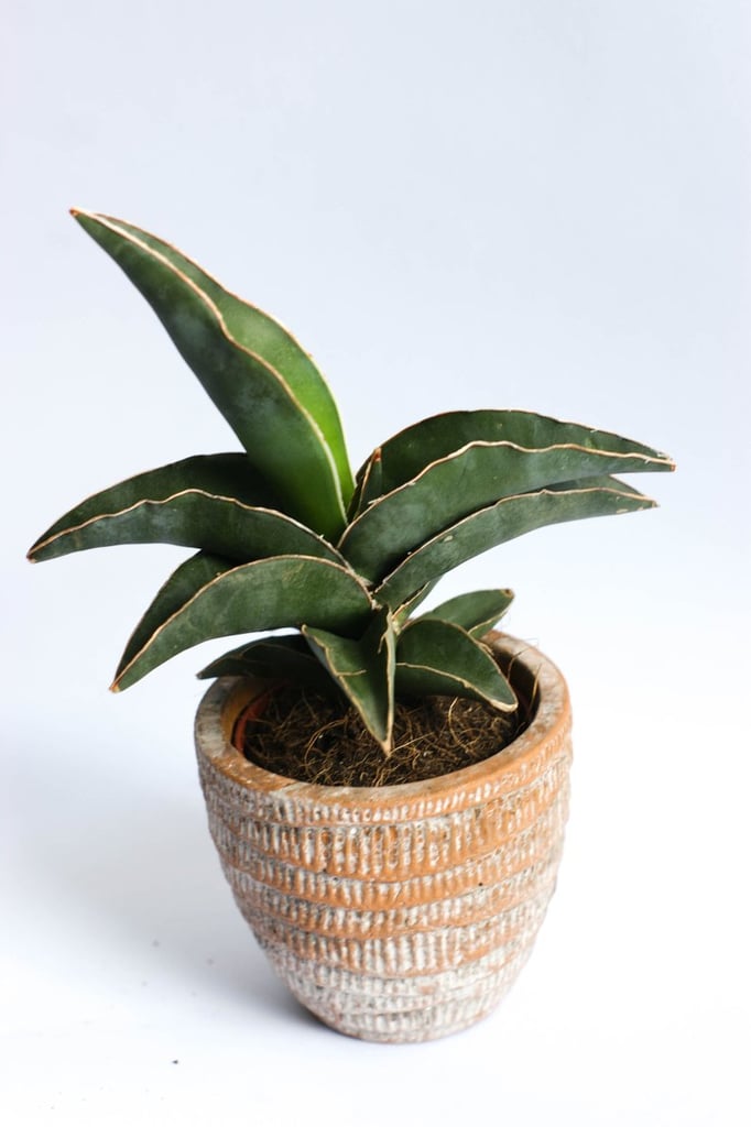 Sansevieria-House-Plant.jpg