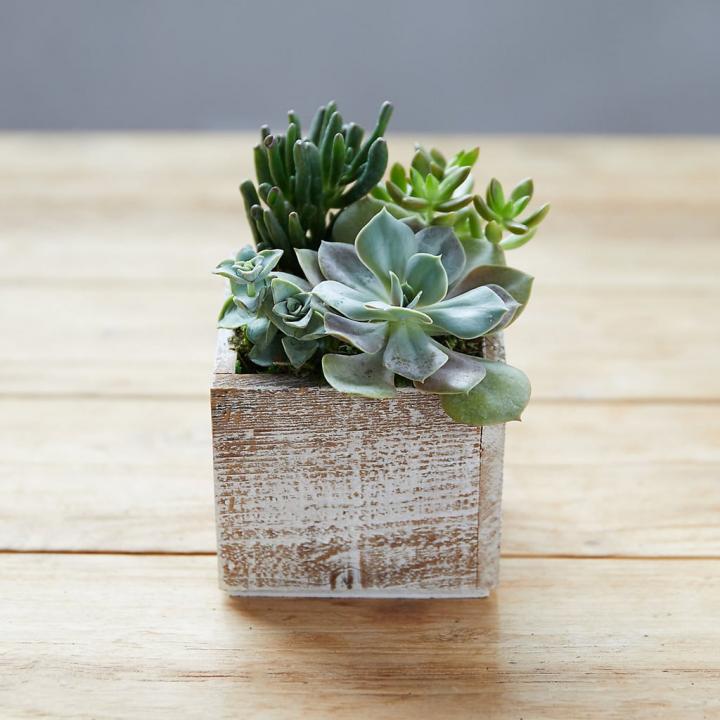 Succulent-Garden-Square-Wood-Pot.jpg