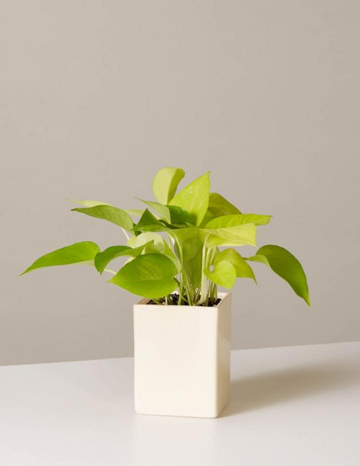 Pothos-Neon.jpg