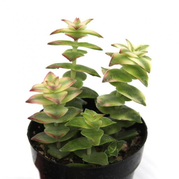 Crassula-Perforata-Variegata.jpg