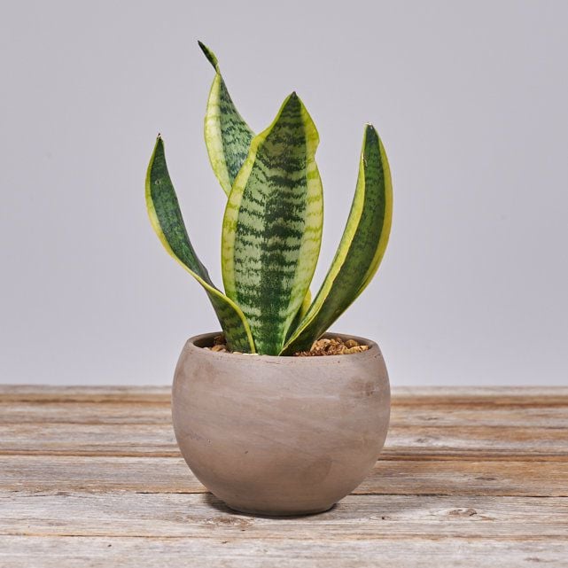 Bailey-Snake-Plant.jpg