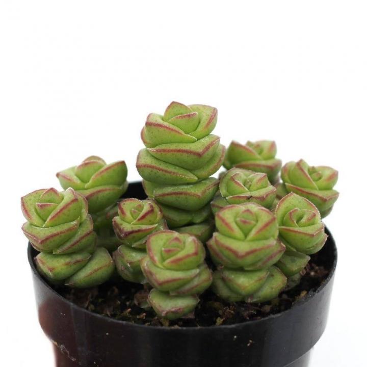 Crassula-Jade-Necklace.jpg