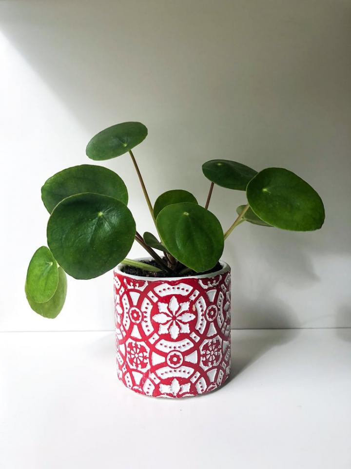 Pilea-Peperomioides-Plant.jpg