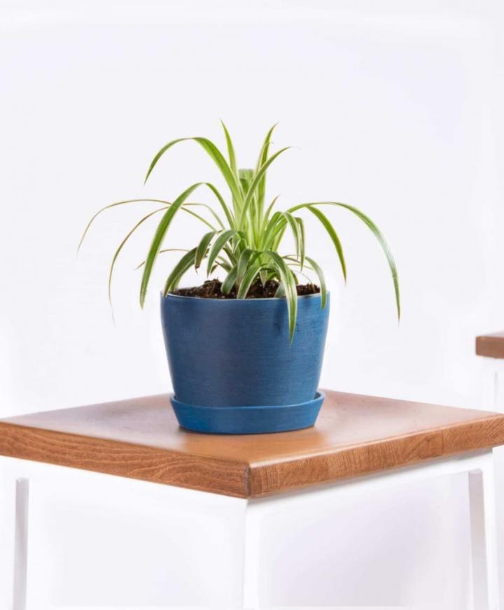 Spider-Plant.jpg