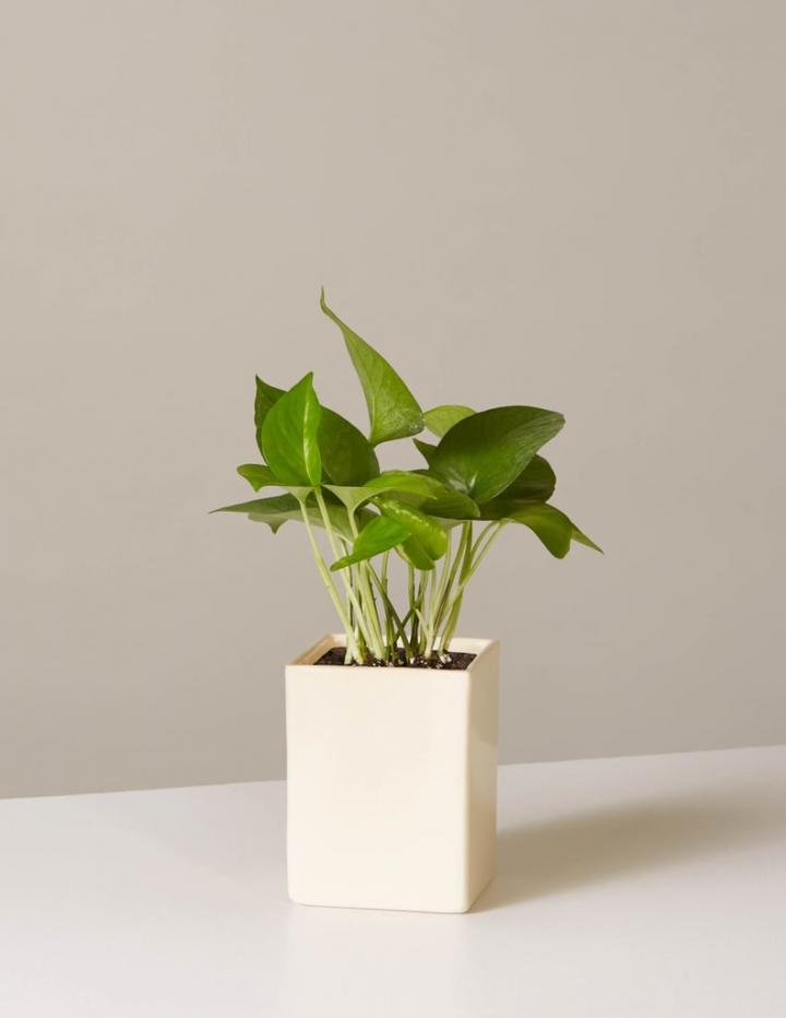 Pothos-Jade.jpg