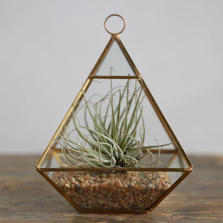 Planted-Tillandsia-Geo-Terrarium.jpg