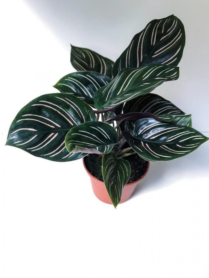 Calathea-Ornata.jpg