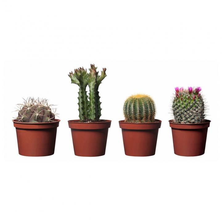 Cactaceae-Potted-Plant.jpg