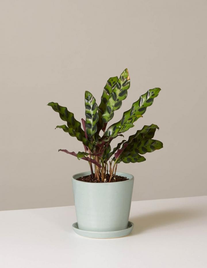 Calathea-Rattlesnake.jpg