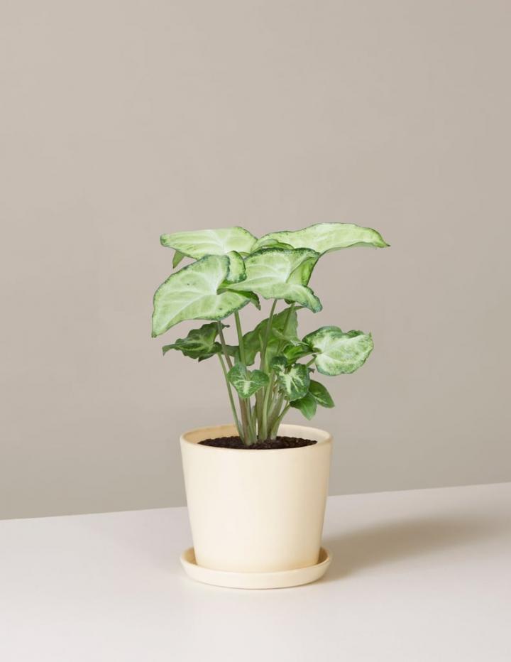 Arrowhead-Plant.jpg