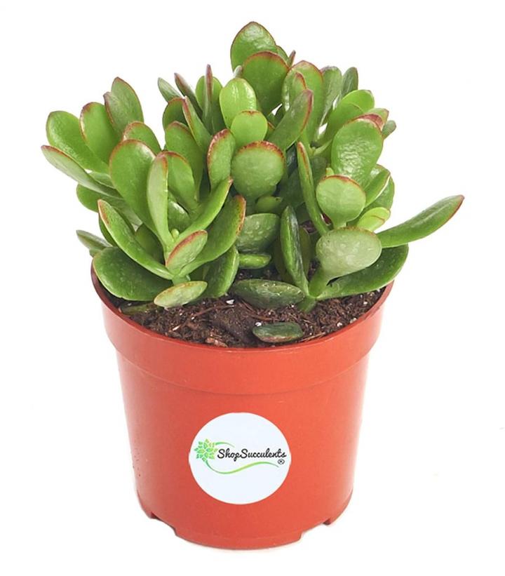 Jade-Succulent-Plant.jpg