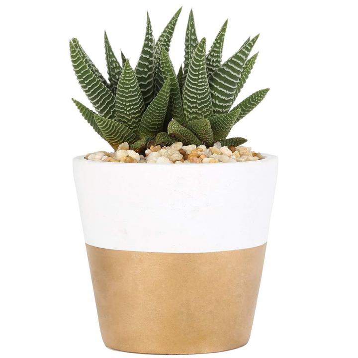 Costa-Farms-Indoor-Succulent-Plant.jpg