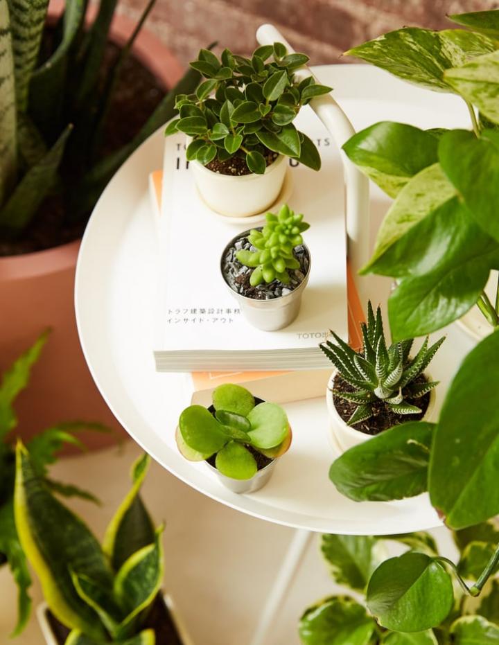 Best-Office-Desk-Plants.jpg