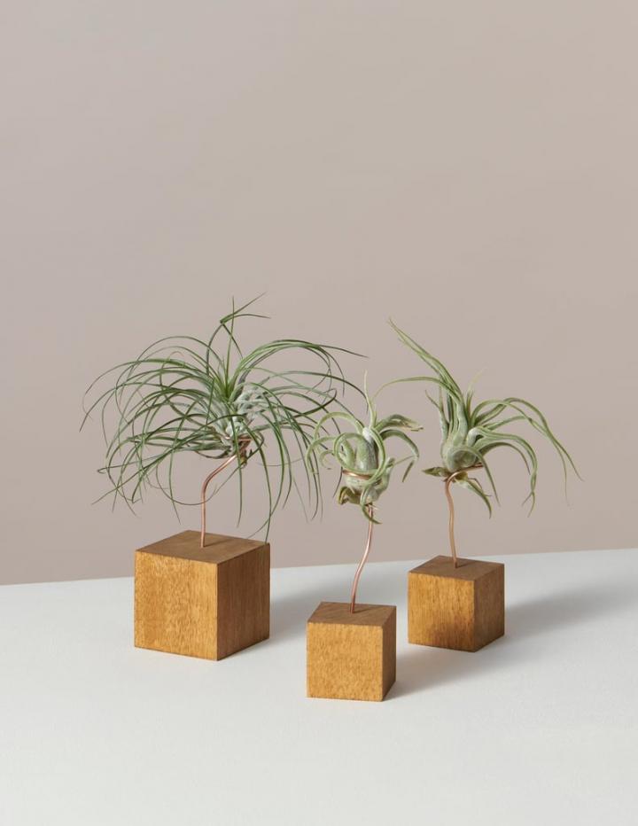 Air-Plant-Trio-Andes-Stands.jpg