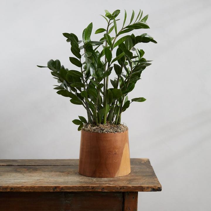 ZZ-Plant-Teak-Wood-Pot.jpg