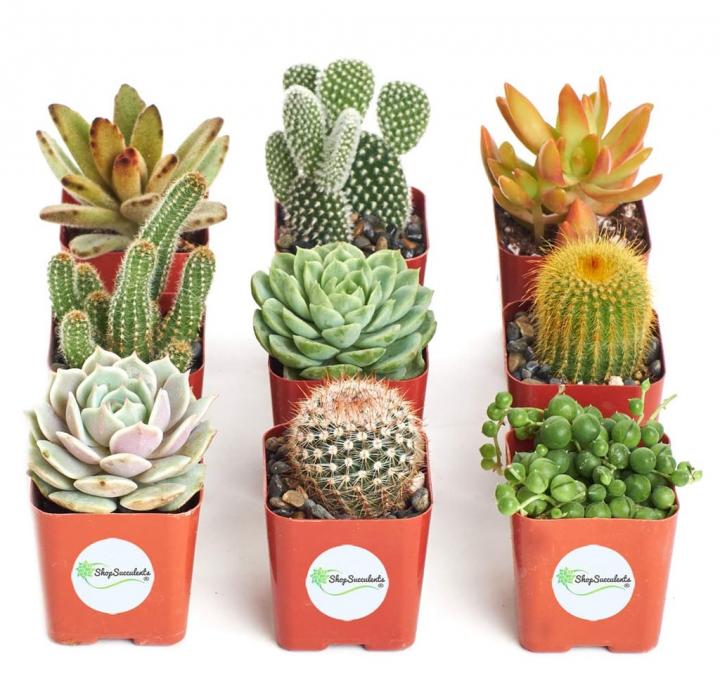 Cactus-Succulent-Collection.jpg